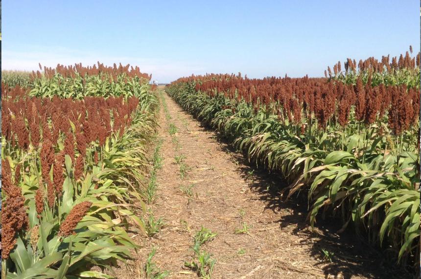 Sorgo forrajero- pilar estrateacutegico en la recomposicioacuten de la cadena forrajera pampeana