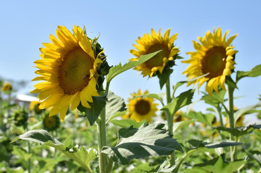 La Orobanche cumana es una planta parsita sin clorofila que se adhiere a las raíces del girasol absorbiendo nutrientes y debilitando al cultivo