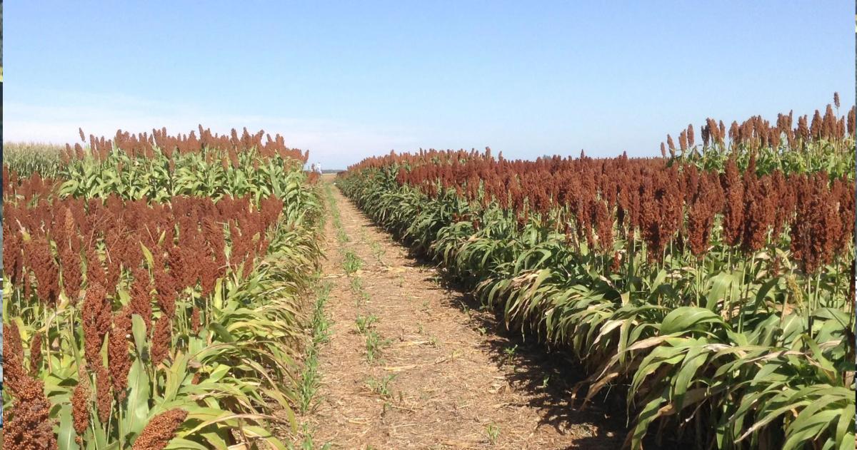 Sorgo forrajero- pilar estrateacutegico en la recomposicioacuten de la cadena forrajera pampeana