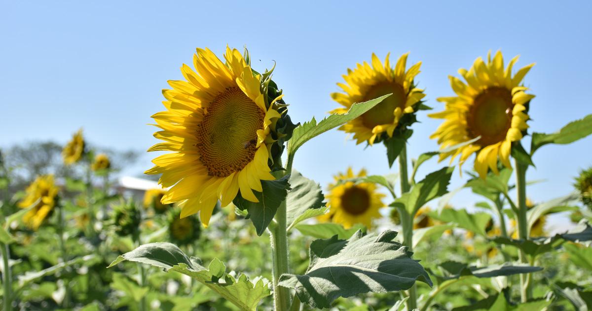 La Orobanche cumana es una planta parsita sin clorofila que se adhiere a las raíces del girasol absorbiendo nutrientes y debilitando al cultivo