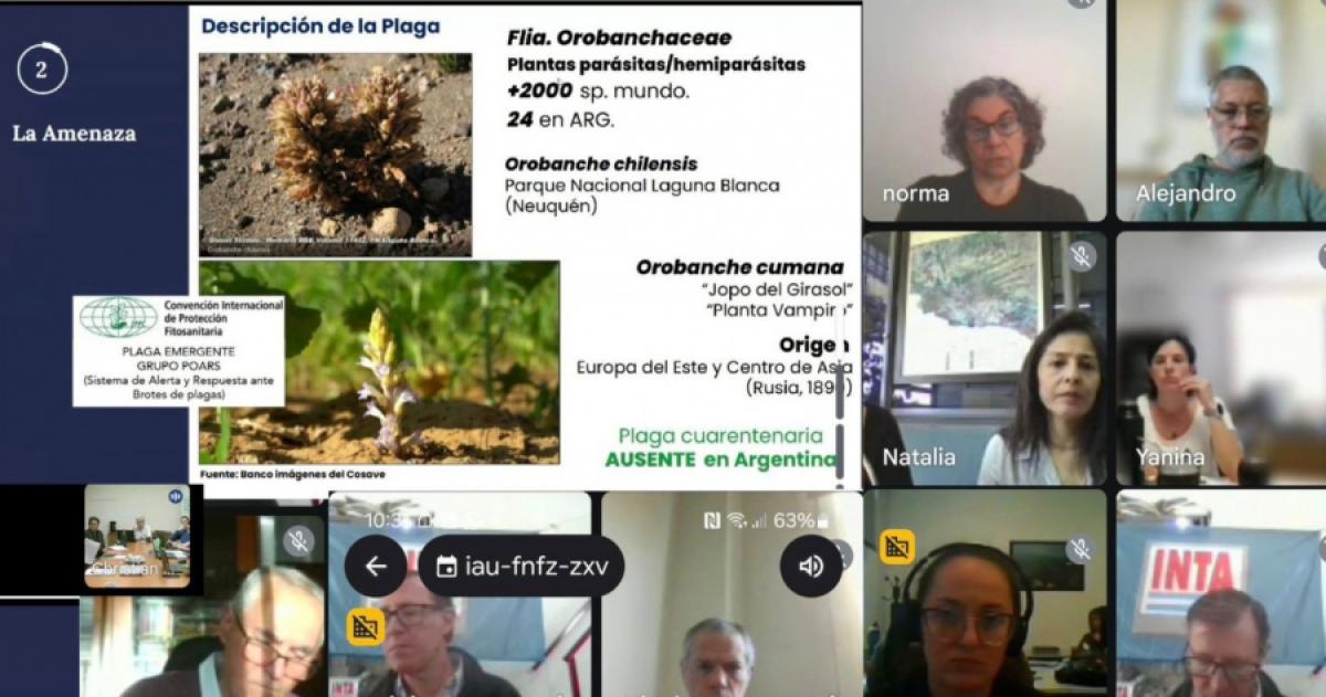 Combaten una plaga que ataca al girasol
