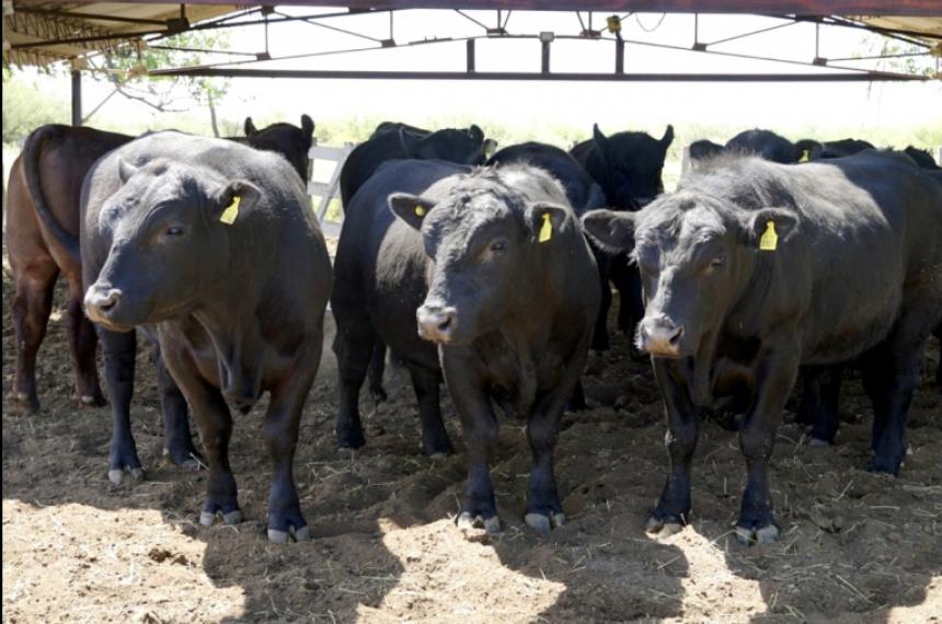 Entregaron toros en La Cabantildea Experimental de Santa Isabel