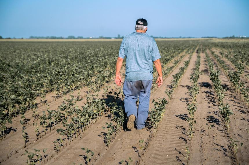 El cultivo de la soja bajo cielos austeros