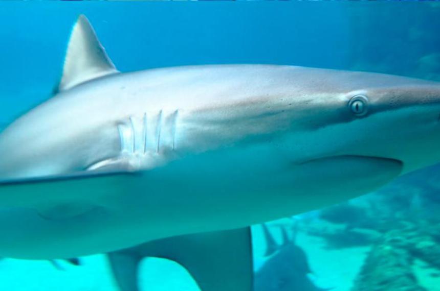 Tiburones inofensivos mataron por primera vez a un humano en el Mediterraacuteneo