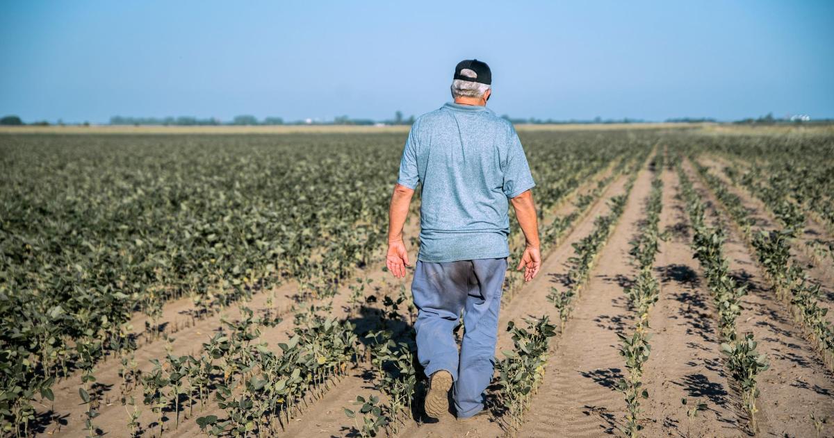 El cultivo de la soja bajo cielos austeros