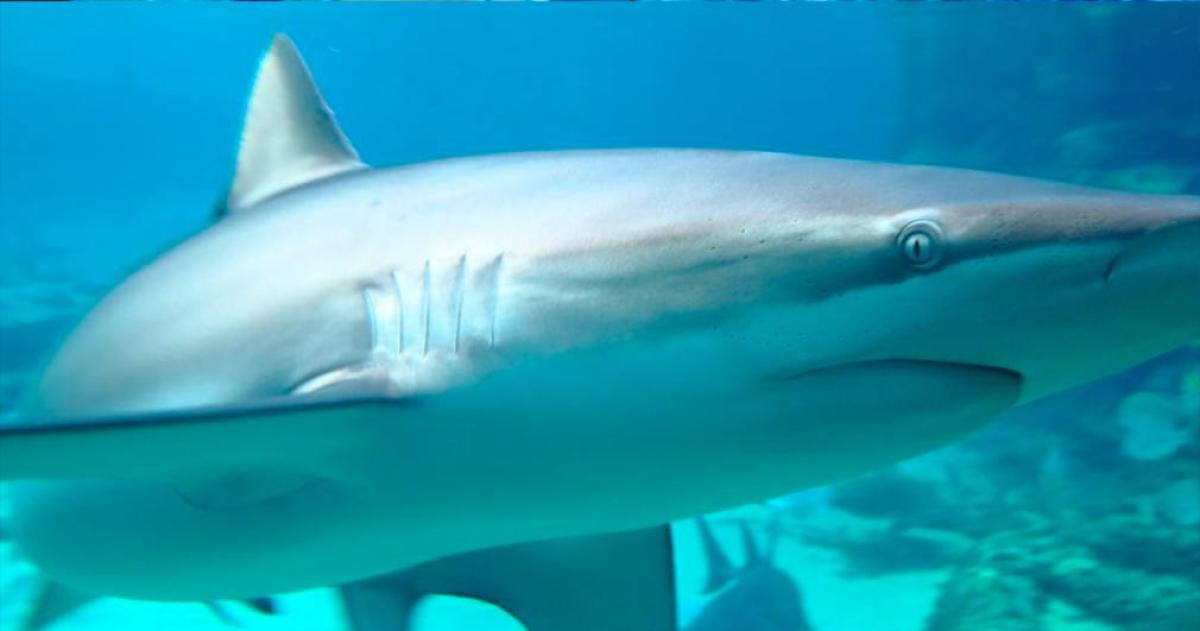 Tiburones inofensivos mataron por primera vez a un humano en el Mediterraacuteneo