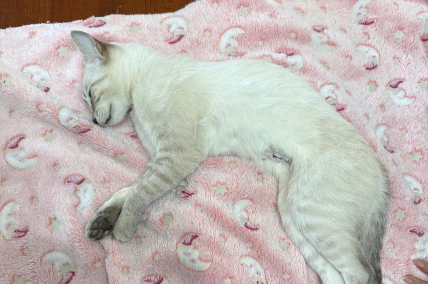 La gatita Isis en las condiciones que la encontrraron sus dueños