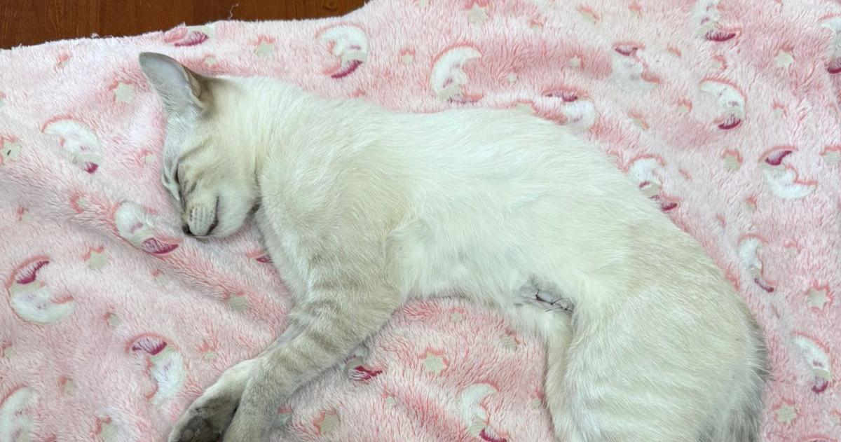 La gatita Isis en las condiciones que la encontrraron sus dueños