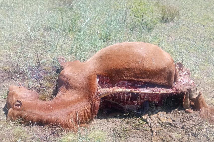 El hecho ocurrió entre la noche del viernes y la madrugada del sbado
