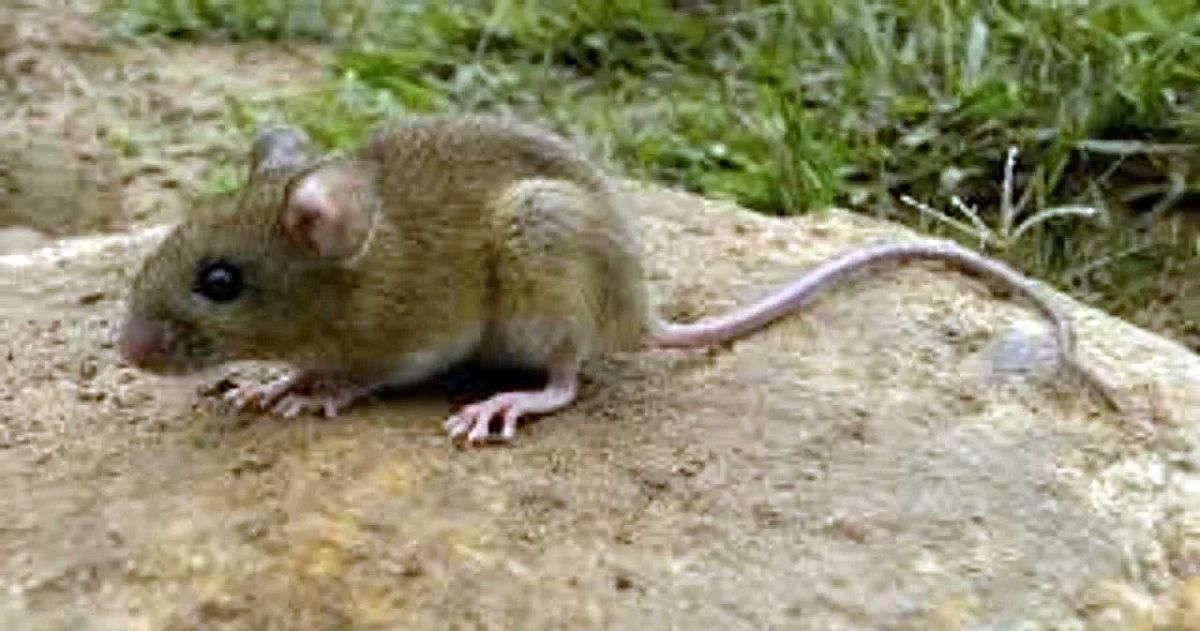 Ratón colilargo transmisor del hantavirus