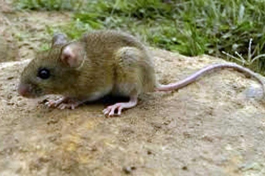 Ratón colilargo transmisor del hantavirus
