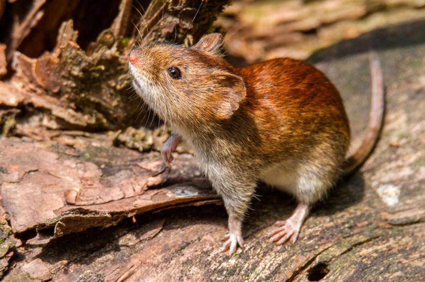 Ratón colilargo transmisor del hantavirus