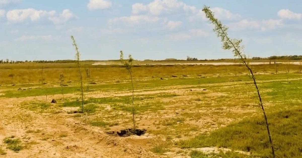 Buscan devolverle a la laguna su vitalidad histórica