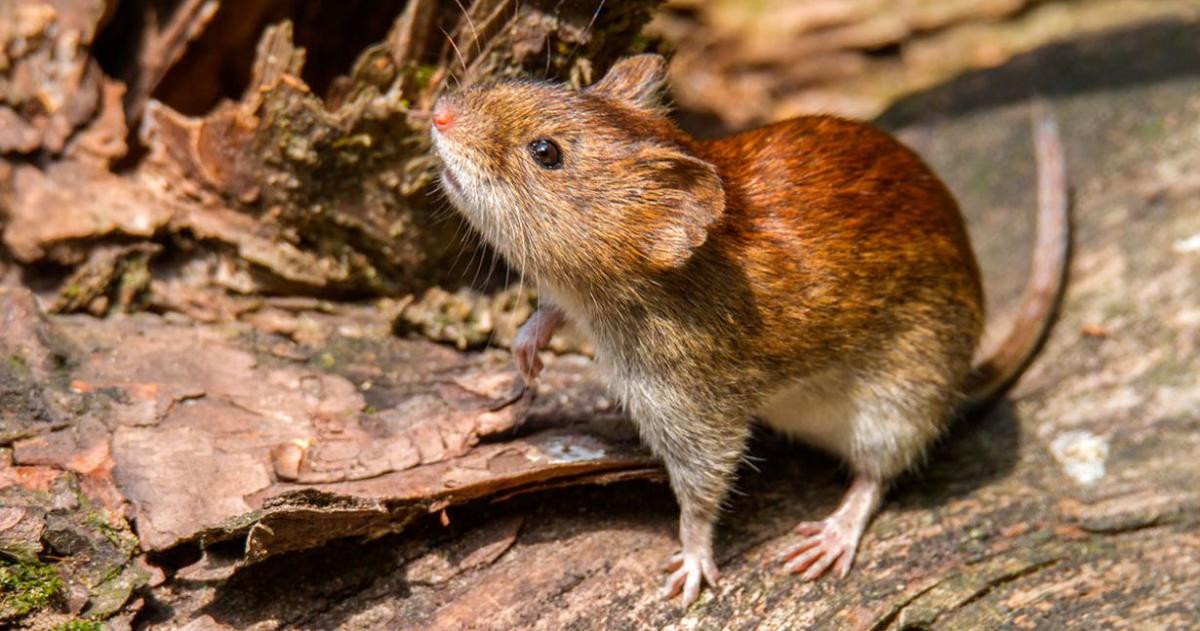 Ratón colilargo transmisor del hantavirus