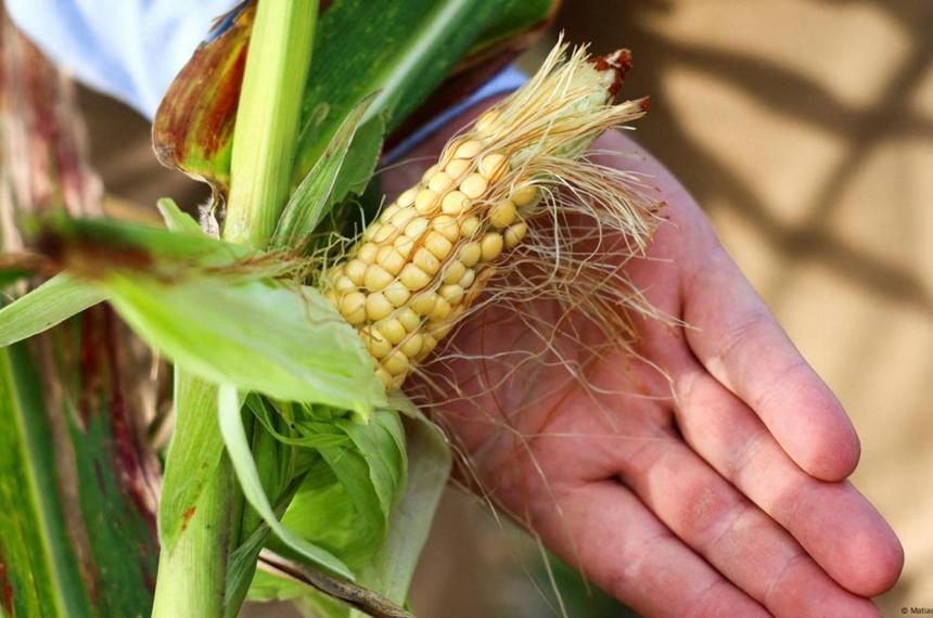 Virus del mal del Riacuteo IV riesgo modelo y respuesta teacutecnica para el maiacutez pampeano