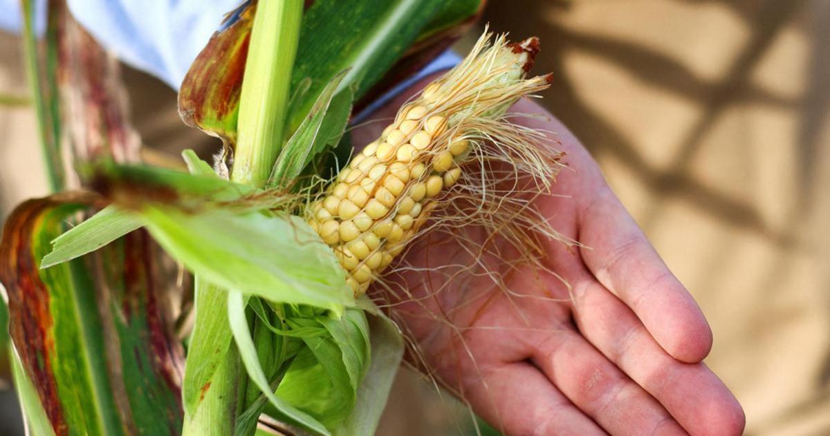 Virus del mal del Riacuteo IV riesgo modelo y respuesta teacutecnica para el maiacutez pampeano