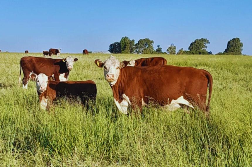 Mijo y Moha- los guardianes del forraje en la regioacuten semiaacuterida pampeana