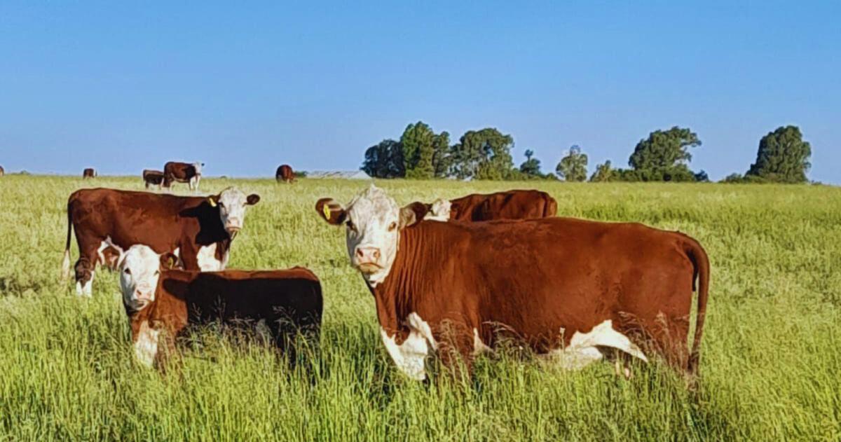 Mijo y Moha- los guardianes del forraje en la regioacuten semiaacuterida pampeana