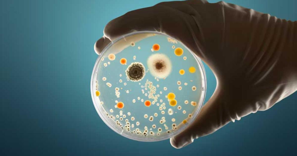 iquestEs un mito la regla de los tres segundos cuando alimentos caen al suelo