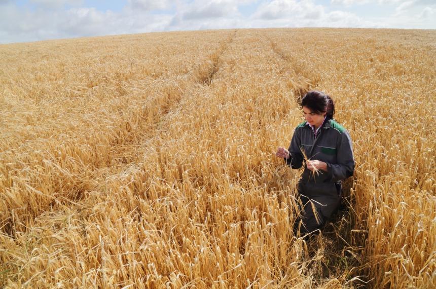 Perspectivas para la cosecha del trigo en 2025