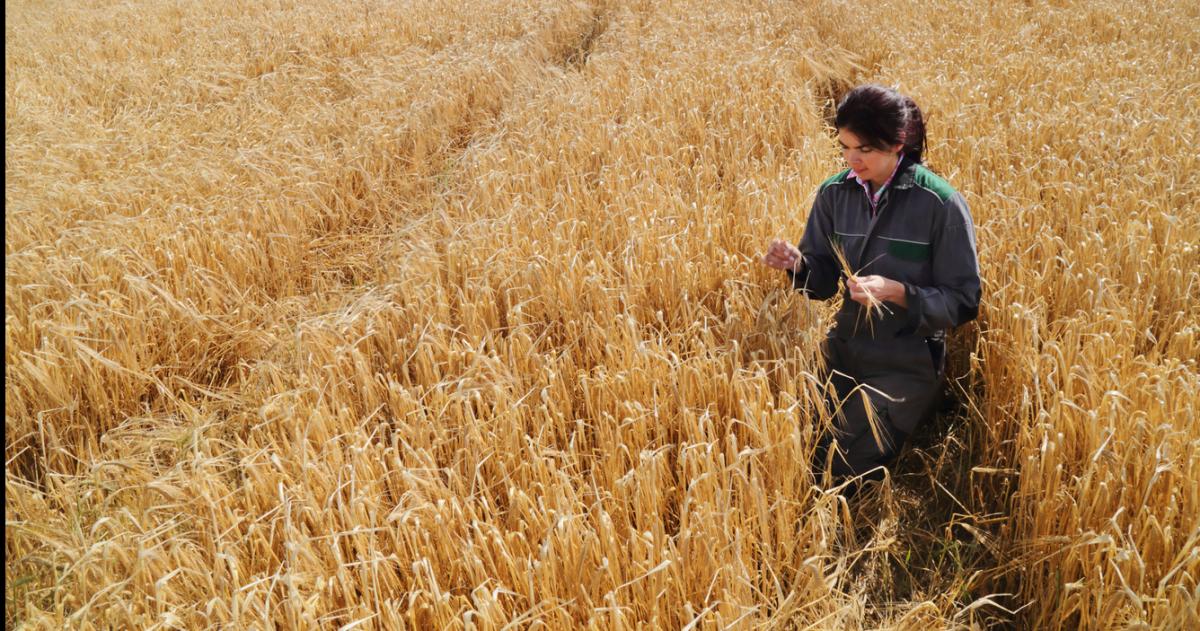 Perspectivas para la cosecha del trigo en 2025