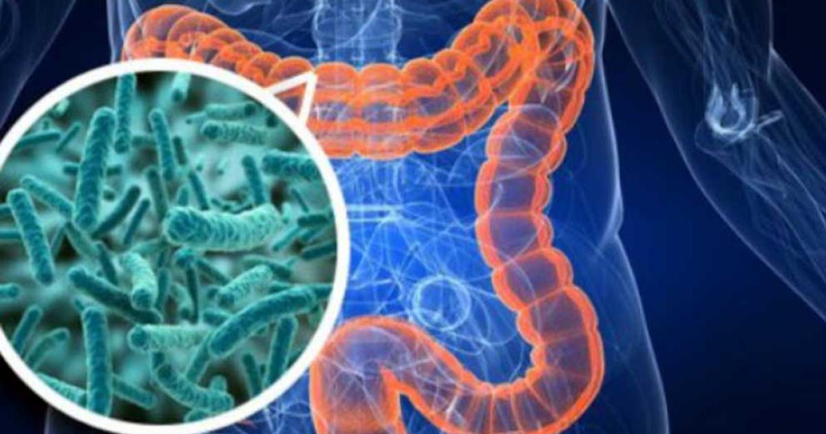 Segn Mayo Clinic uno de los ajustes ms efectivos en la dieta para mejorar la salud intestinal consiste en reemplazar snacks procesados por alternativas ms naturales y ricas en fibra