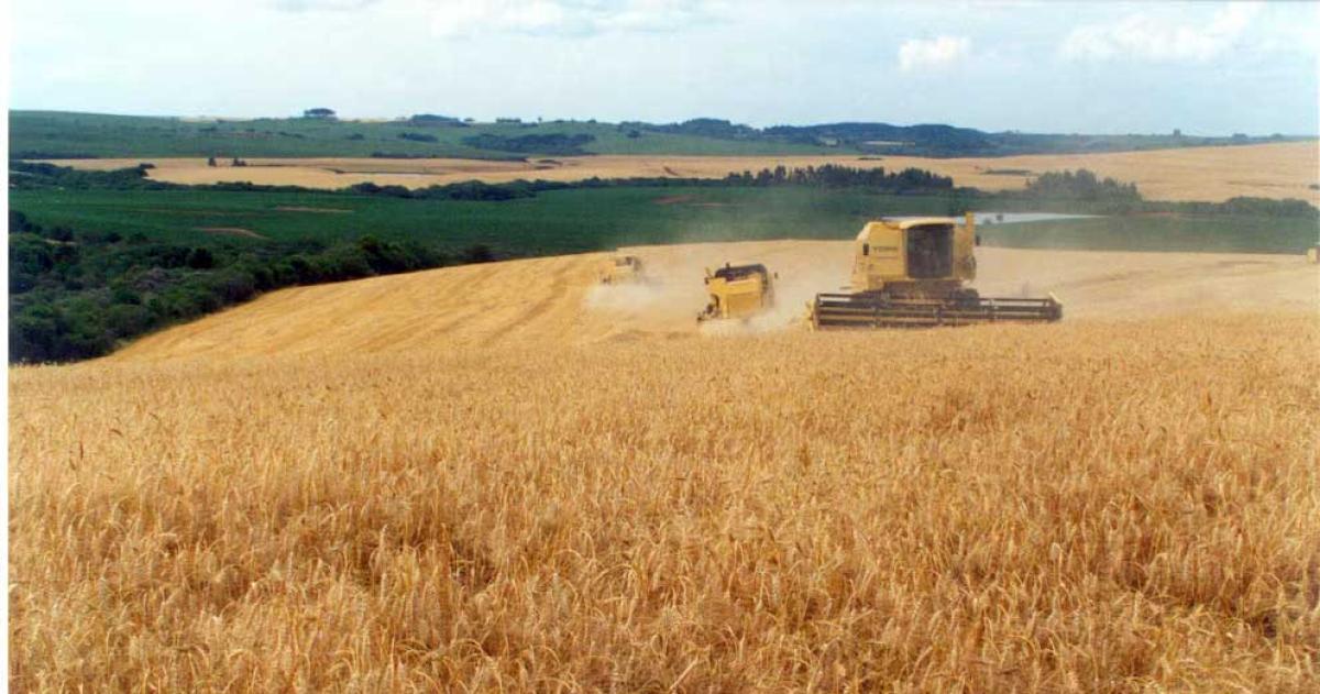 El trigo tocó un precio mínimo desde 2019 y podría tensar la oferta de dólares en el verano