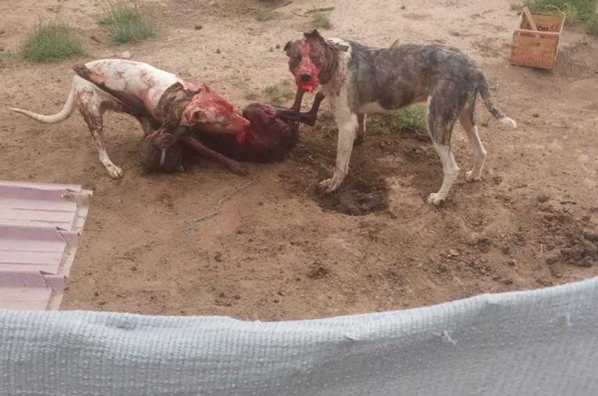 Desesperado pedido en Guatracheacute por perros peligrosos- Temo por la vida de mis hijos