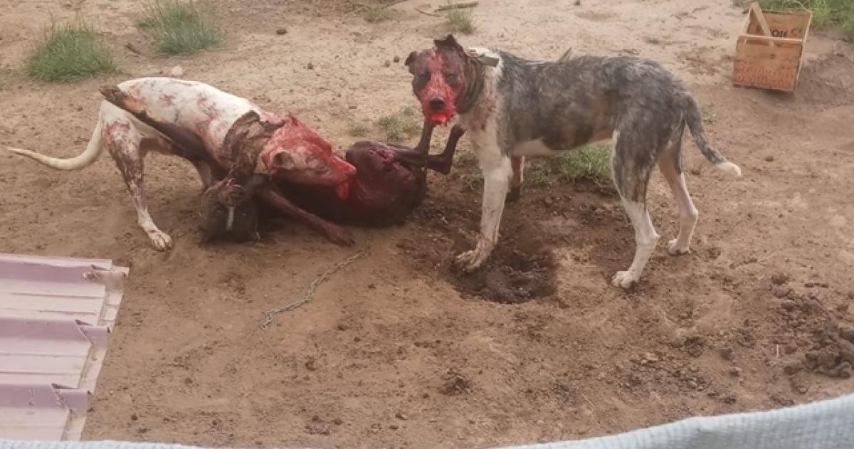 Desesperado pedido en Guatracheacute por perros peligrosos- Temo por la vida de mis hijos