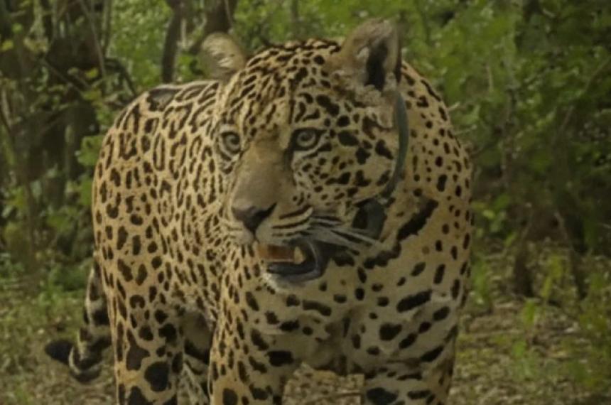 La hembra Acaí est desaparecida en El Impenetrable en Chaco