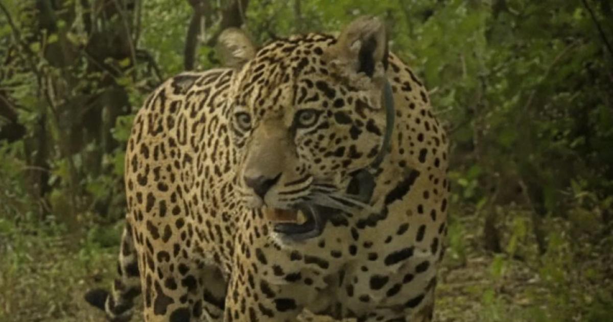 La hembra Acaí est desaparecida en El Impenetrable en Chaco