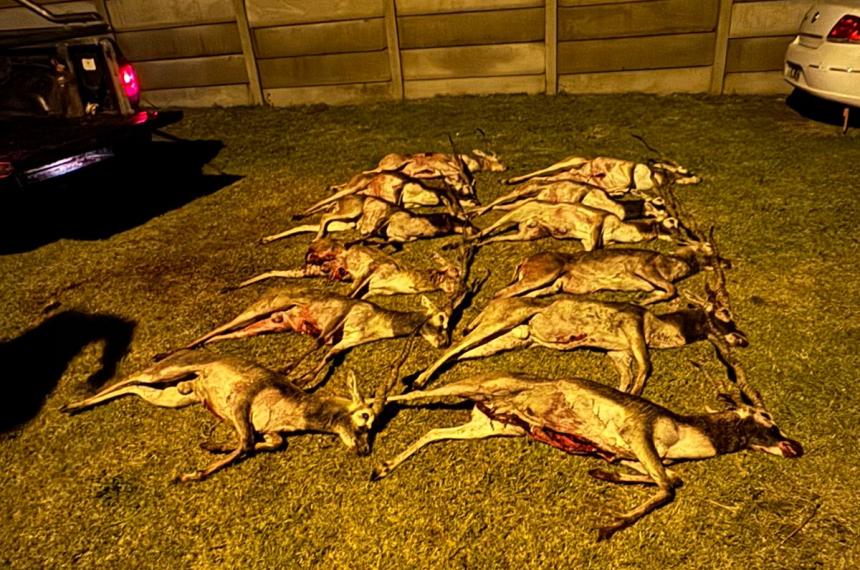 Los animales secuestrados por la policía