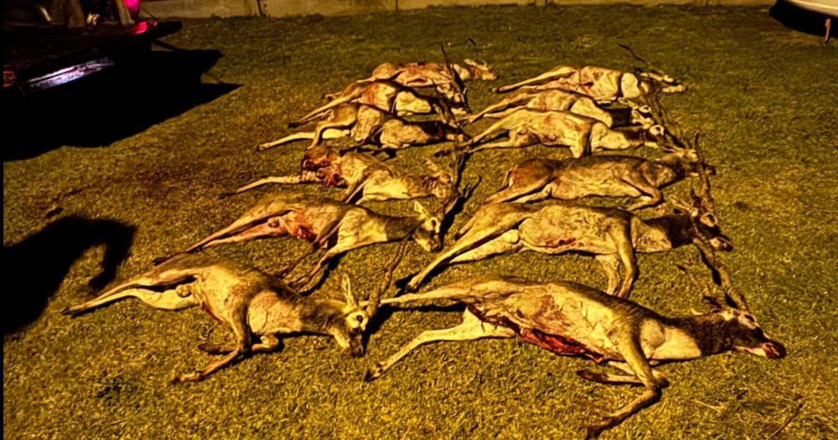 Los animales secuestrados por la policía