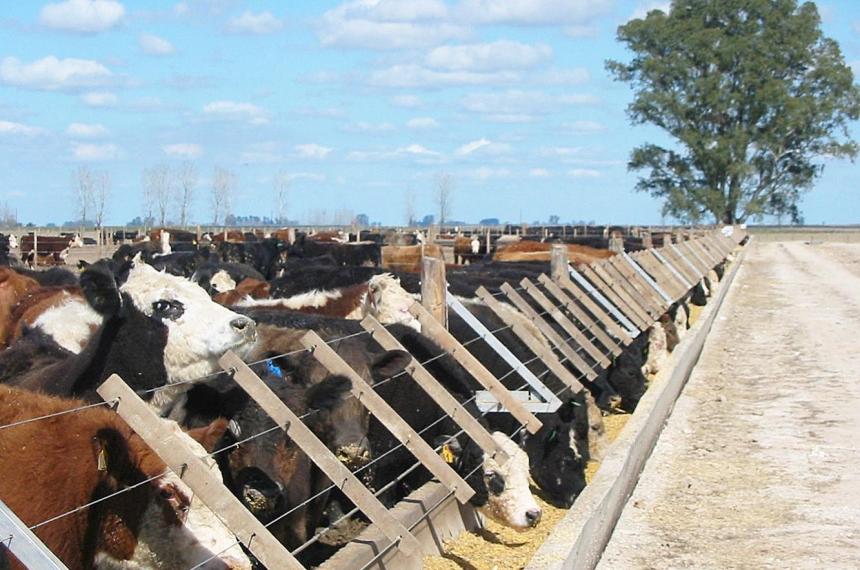 De pasto al impuesto- cuando la ecologiacutea se usa como excusa para recaudar