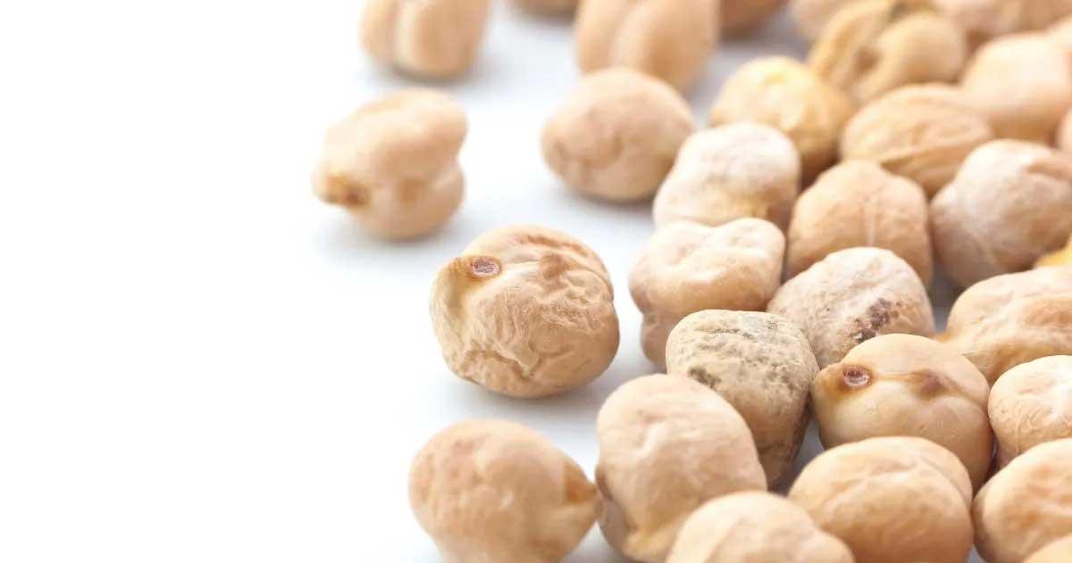 Incluir garbanzos en la dieta es una opción poco usada pero muy saludable
