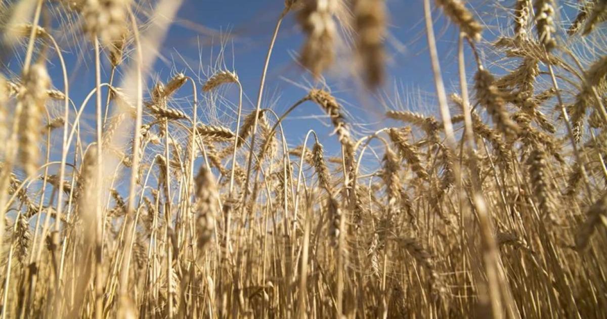 Es el primer embarque comercial a granel de trigo argentino con destino a China