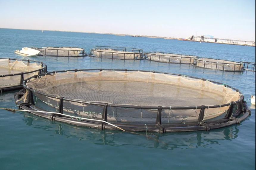 Tierra del Fuego dejó atr�s la prohibición para la cria de salmón en el mar