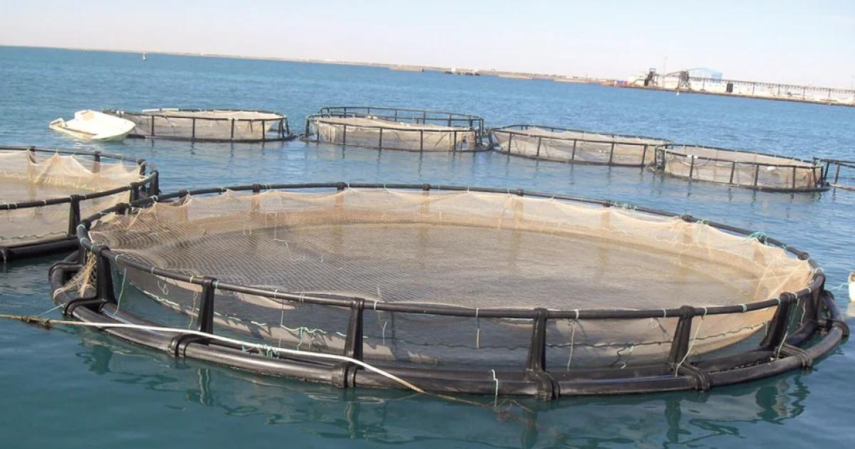 Tierra del Fuego dejó atr�s la prohibición para la cria de salmón en el mar