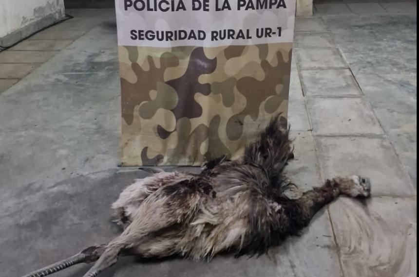  El animal fue secuestrado para su incineración