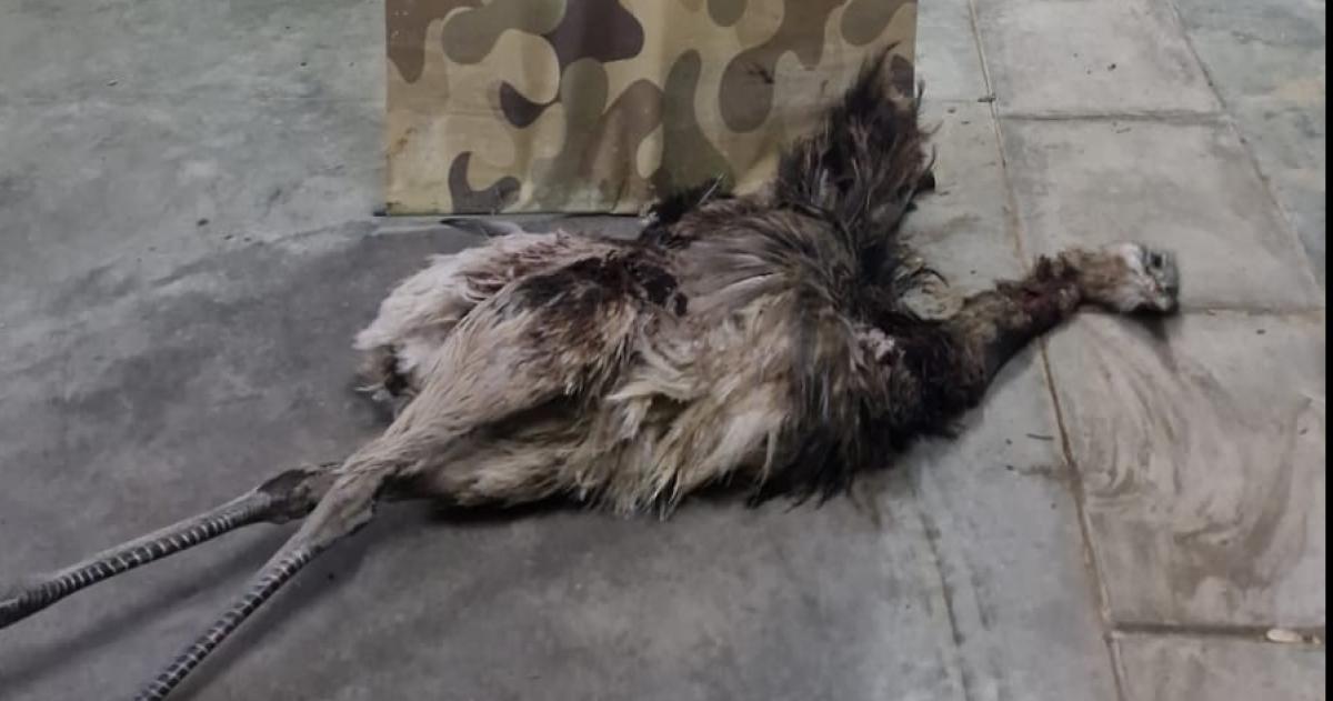  El animal fue secuestrado para su incineración