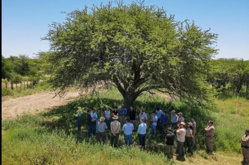 El bosque de caldén es uno de los cinco ambientes �nicos de Argentina