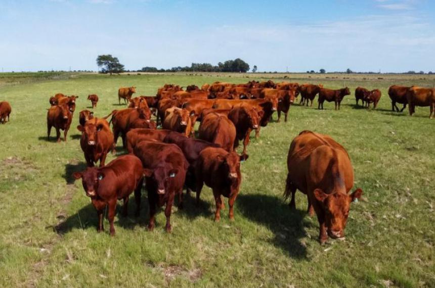 Los casos se detectaron en campos de Alpachiri y Quehué