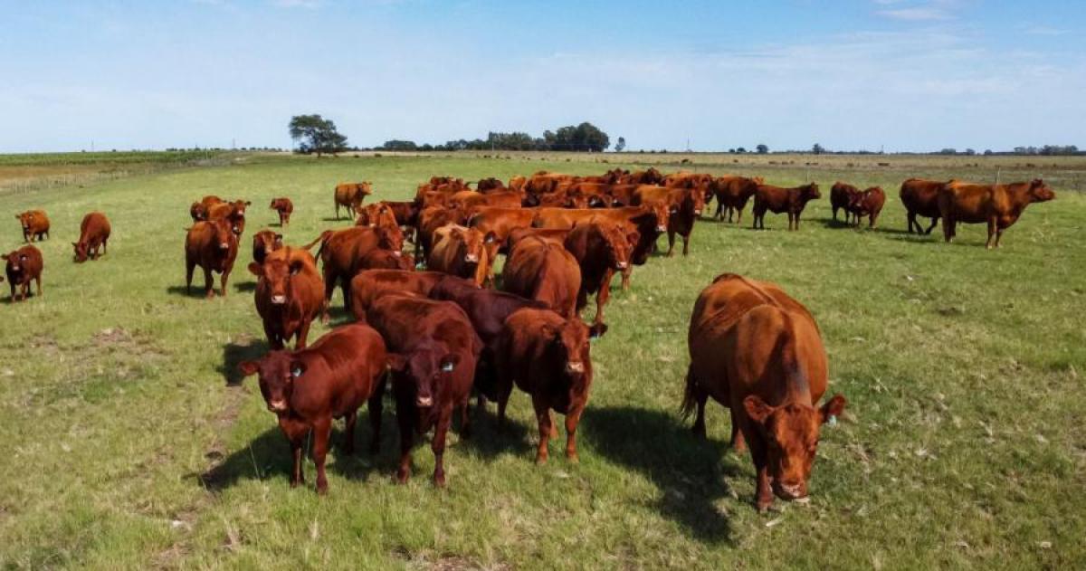 Los casos se detectaron en campos de Alpachiri y Quehué