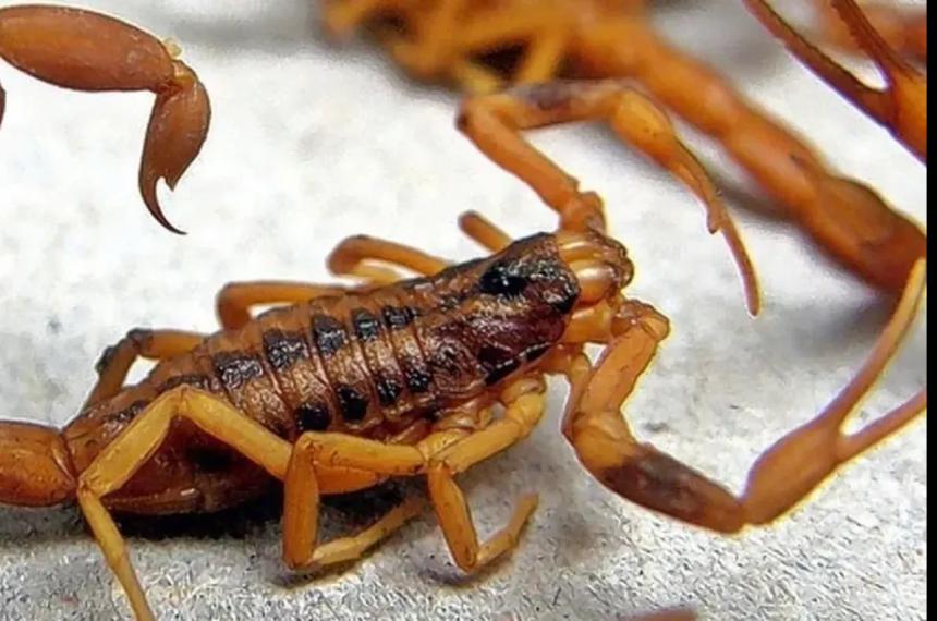 La madre del joven manifestó su preocupación por la presencia de alacranes en la zona