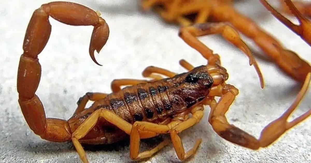 La madre del joven manifestó su preocupación por la presencia de alacranes en la zona