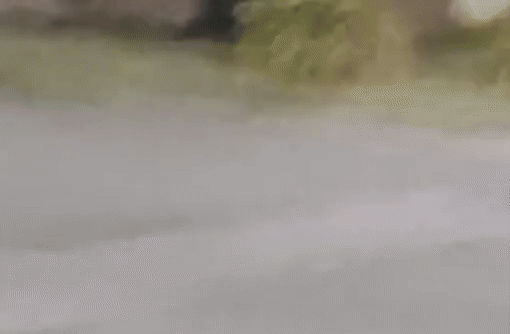 Un jabaliacute suelto en Villa Santillaacuten- persecucioacuten y asombro en las calles del barrio