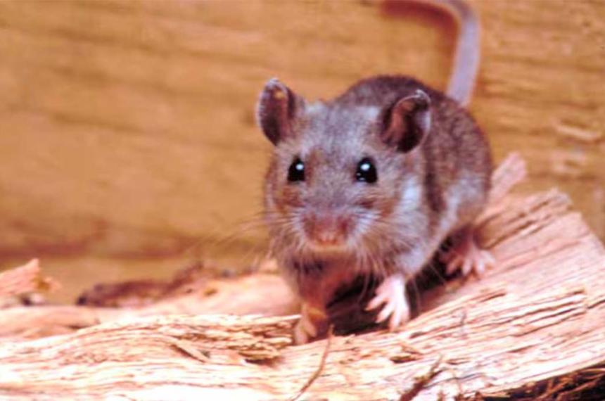 Alerta en Buenos Aires- una nintildea de 10 antildeos murioacute por hantavirus en General Belgrano