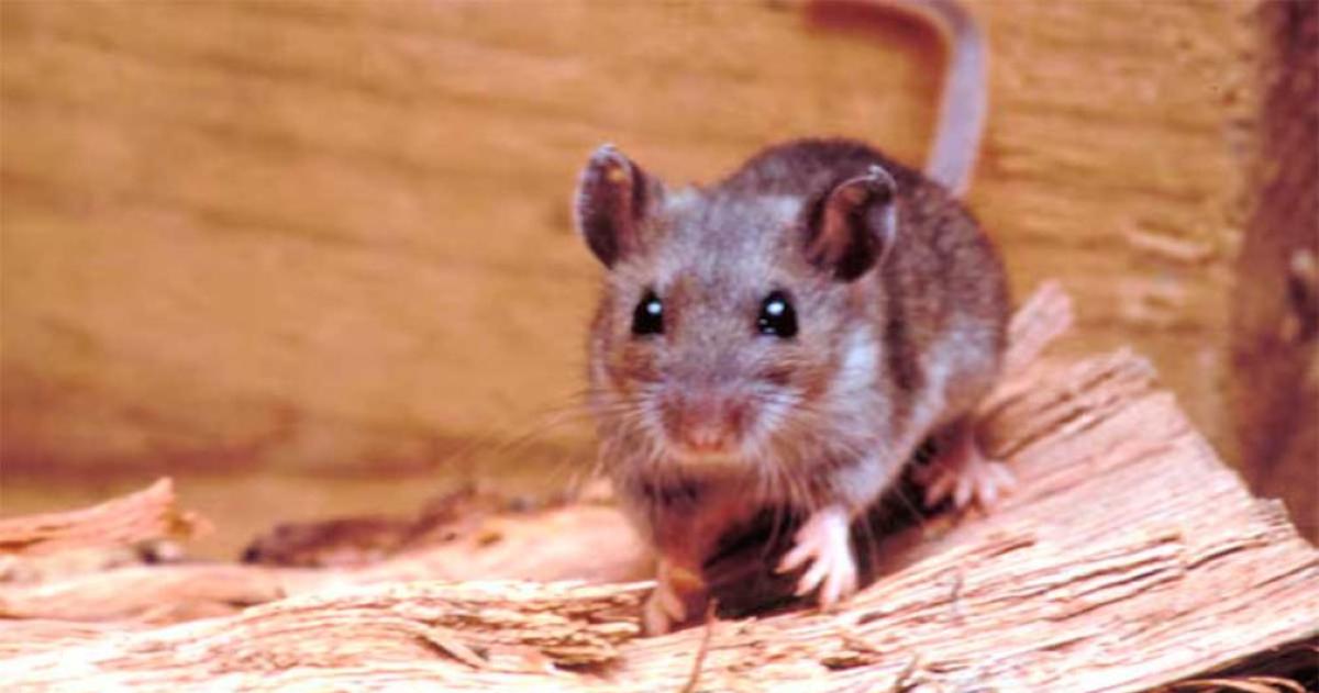 Alerta en Buenos Aires- una nintildea de 10 antildeos murioacute por hantavirus en General Belgrano