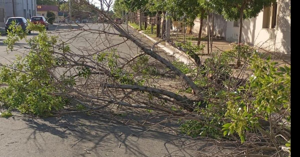 Árbol caído en Toay sobre calle Sarmiento