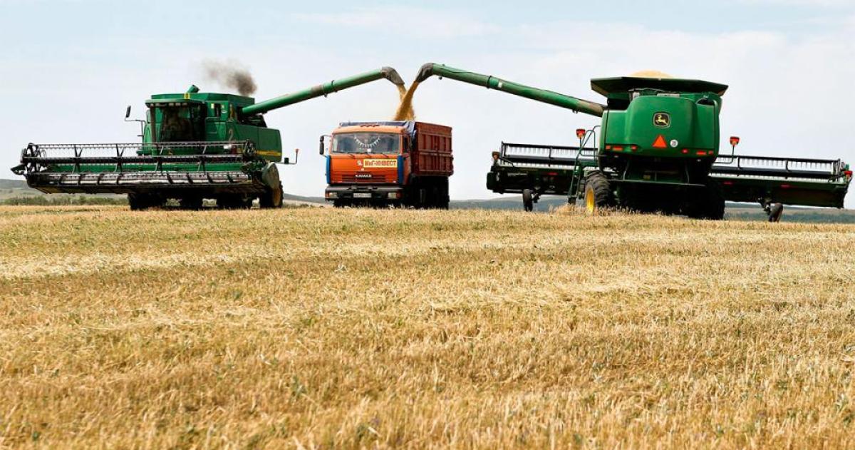 Gran expectativa- proyectan una cosecha reacutecord de maiacutez de 62 millones de toneladas